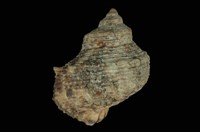 藏品(金口蠑螺)的圖片